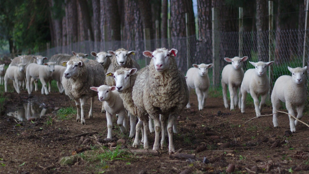 Organik hayvancılıkta veteriner homeopati